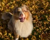 Australian Shepherd Dog