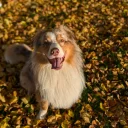 Australian Shepherd Dog