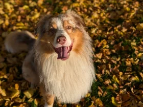 Australian Shepherd Dog