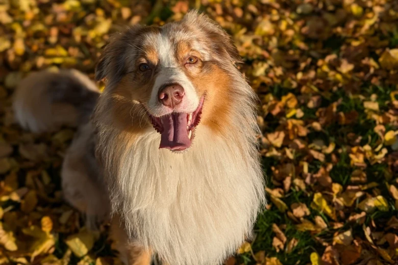 Australian Shepherd Dog