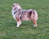 Australian Shepherd Dog