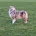 Australian Shepherd Dog