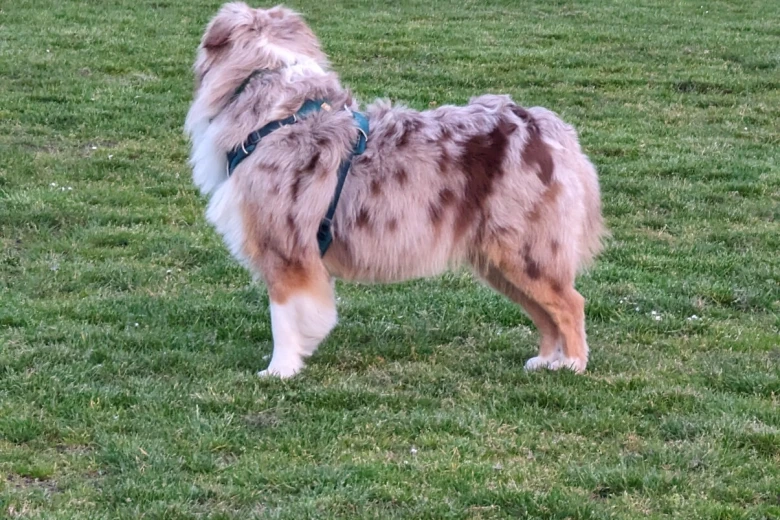 Australian Shepherd Dog