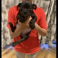 American Bulldog - Both