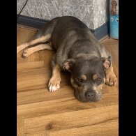 American Bulldog - Both