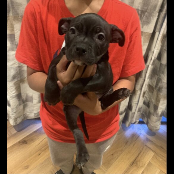 American Bulldog - Both