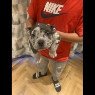 American Bulldog - Both