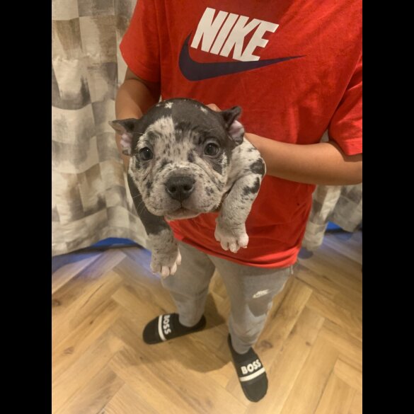 American Bulldog - Both