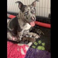 American Bulldog - Both