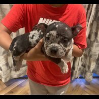 American Bulldog - Both