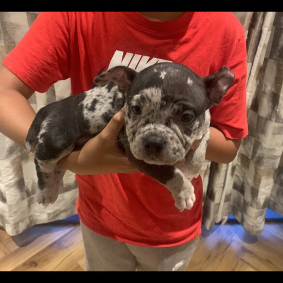 American Bulldog - Both