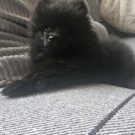 Pomeranian - Dogs