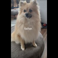 Pomeranian