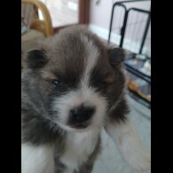 Pomeranian