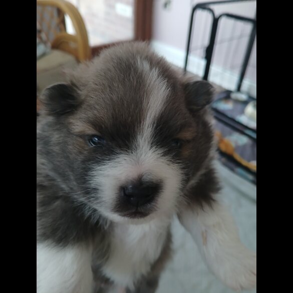 Pomeranian
