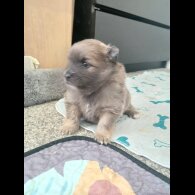 Pomeranian