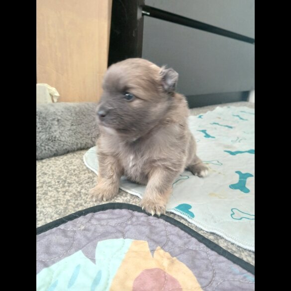 Pomeranian