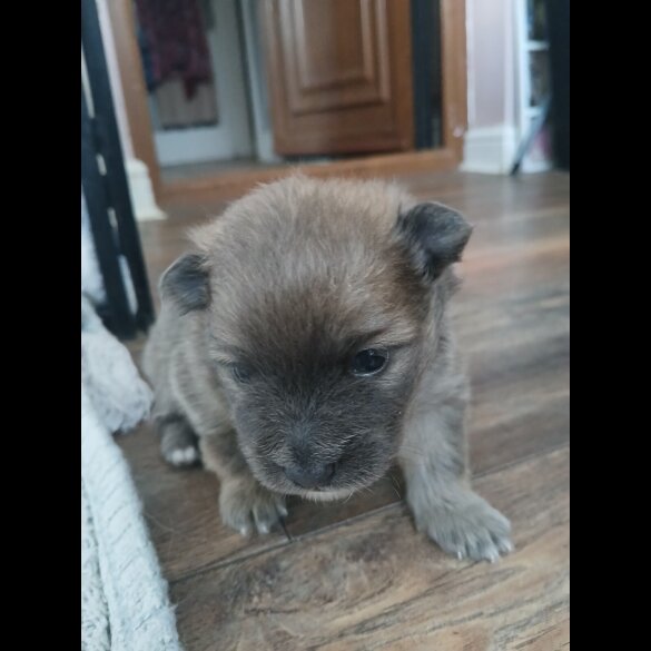 Pomeranian