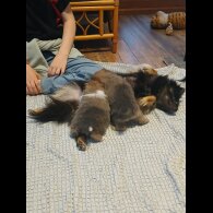 Pomeranian