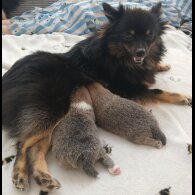Pomeranian