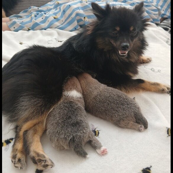 Pomeranian