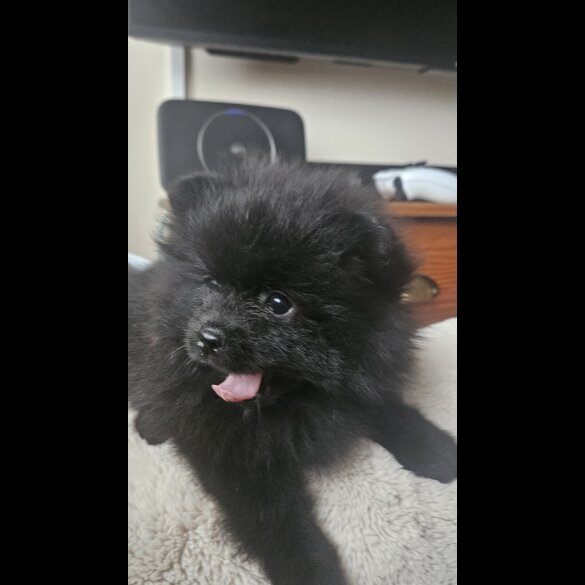 Pomeranian - Dogs