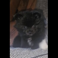 Pomeranian - Dogs