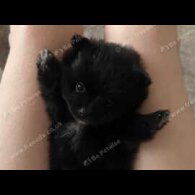 Pomeranian - Dogs