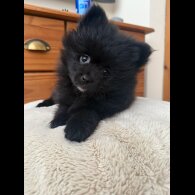 Pomeranian - Dogs