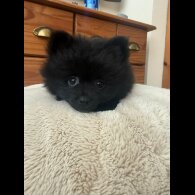 Pomeranian - Dogs