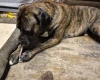 Presa Canario