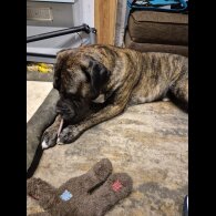 Presa Canario