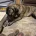 Presa Canario