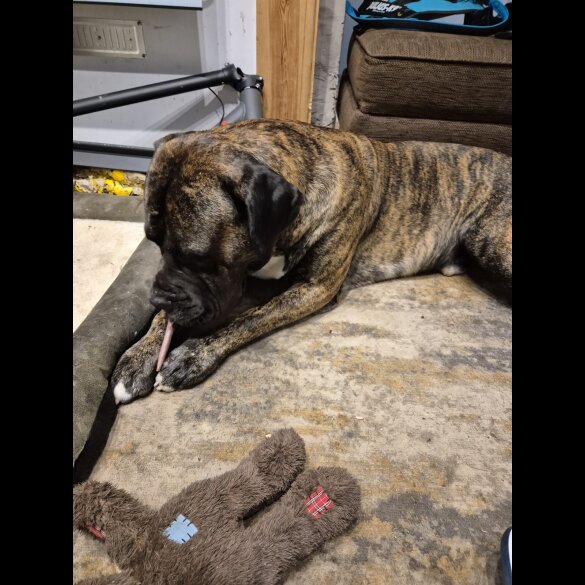Presa Canario