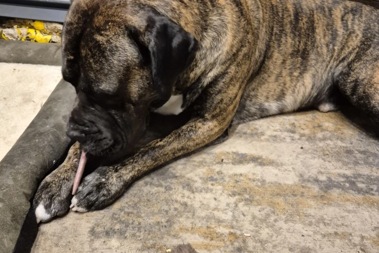 Presa Canario
