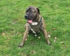 Presa Canario