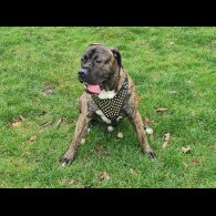Presa Canario
