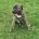 Presa Canario