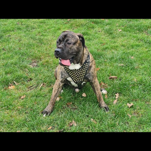 Presa Canario