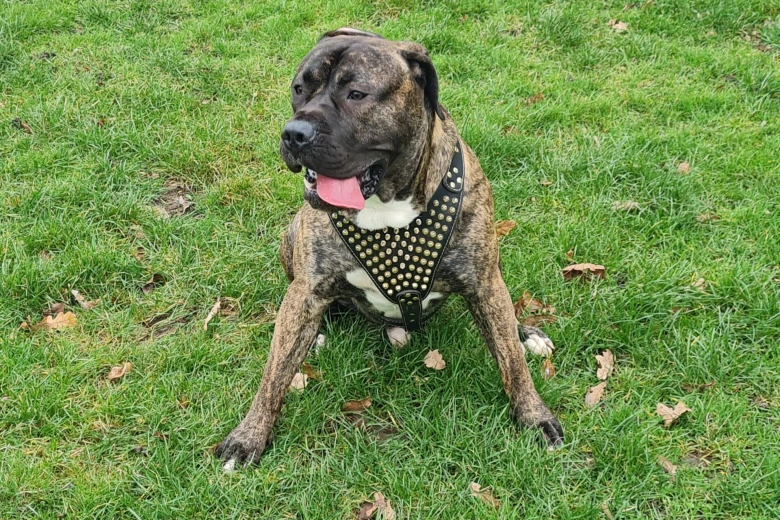 Presa Canario