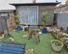 Presa Canario