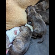 Presa Canario - Both