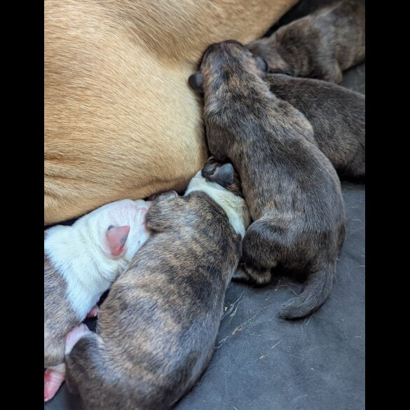 Presa Canario - Both