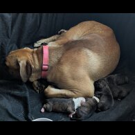 Presa Canario - Both