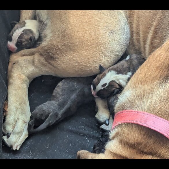 Presa Canario - Both