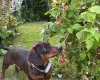 Dachshund (Smooth Haired)