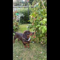Dachshund (Smooth Haired)