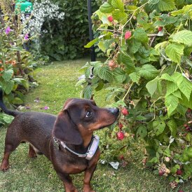 Dachshund (Smooth Haired)
