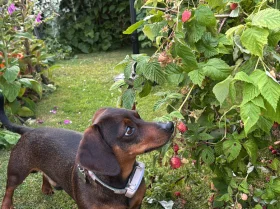 Dachshund (Smooth Haired)