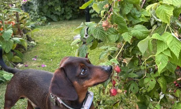 Dachshund (Smooth Haired)